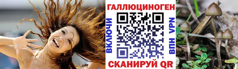 хочу наркоту  KRAKEN ТОР  Галлюциногенные грибы Psilocybine cubensis  Аргун 